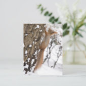 Carte Postale Écureuil sur l'arbre (Debout devant)