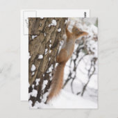 Carte Postale Écureuil sur l'arbre (Devant / Derrière)