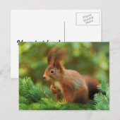 Carte Postale Écureuil sur un arbre (Devant / Derrière)