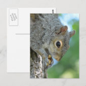Carte Postale Écureuil suspendu dans un arbre (Devant / Derrière)