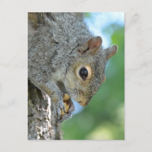Carte Postale Écureuil suspendu dans un arbre (Devant)