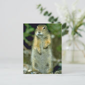 Carte Postale Écureuil terrestre arctique (Debout devant)