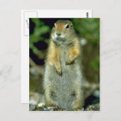 Carte Postale Écureuil terrestre arctique (Devant / Derrière)