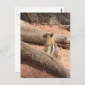 Carte Postale Écureuil terrestre du Colorado (Devant / Derrière)