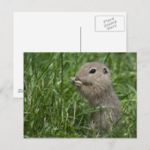 Carte Postale Écureuil terrestre européen (Devant / Derrière)