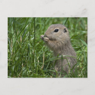 Carte Postale Écureuil terrestre européen