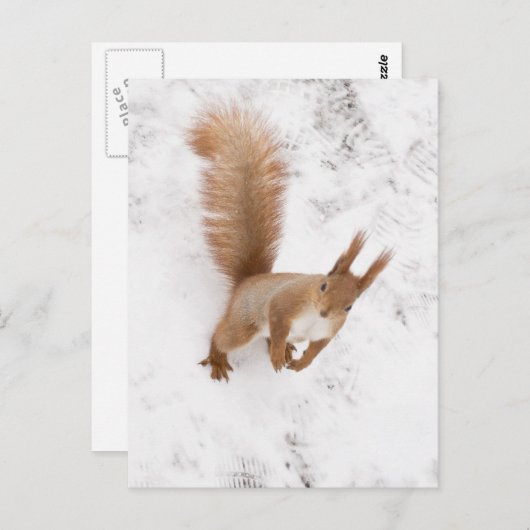Carte Postale Écureuil urbain (Devant / Derrière)