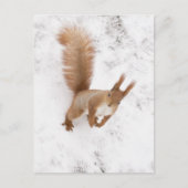 Carte Postale Écureuil urbain (Devant)