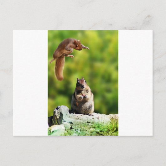 Carte Postale Écureuil volant (Devant)