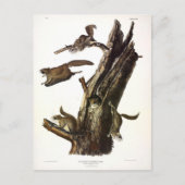 Carte Postale Écureuil volant commun ou méridional, ou l'Assapan (Devant)