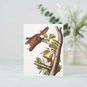 Carte Postale Écureuil volant de l'Oregon (Pteromys Origonensis) (Debout devant)