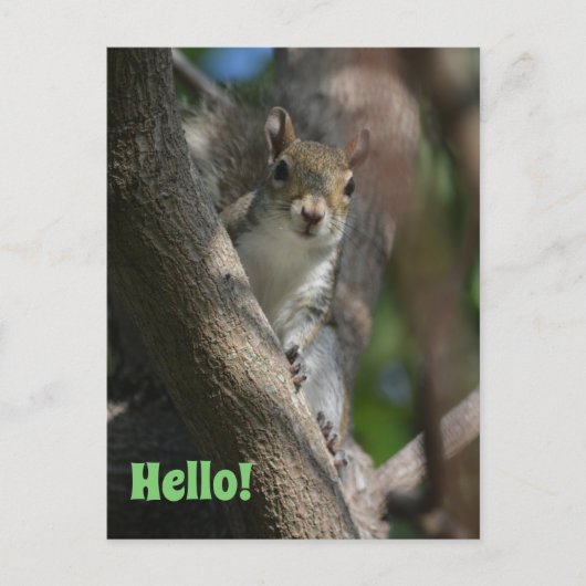 Carte Postale Écureuil vous regarde mignon Closeup Photographie (Devant)