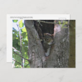 Carte Postale écureuils gris dans l'arbre après le croisement (Devant / Derrière)