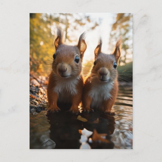 Carte Postale Écureuils mignons (Devant)
