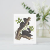 Carte Postale Écureuils noirs (Debout devant)