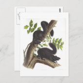 Carte Postale Écureuils noirs (Devant / Derrière)