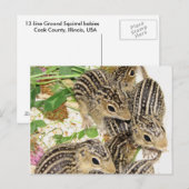 Carte postale - écureuils terrestres de 13 lignes (Devant / Derrière)