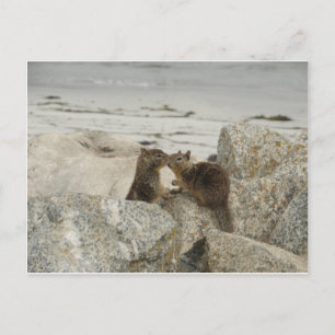 Carte Postale Écureuils terrestres en amour