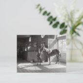 Carte Postale Écuries de polo, 1933 (Debout devant)