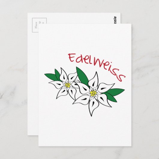 Carte Postale Edelweiss (Devant / Derrière)