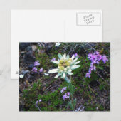 Carte postale Edelweiss (Devant / Derrière)