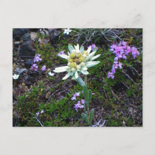 Carte postale Edelweiss