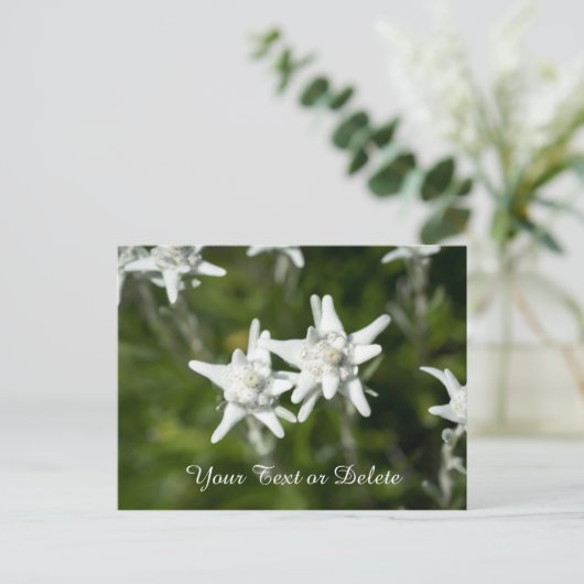 Carte Postale Edelweiss Bloom (Debout devant)