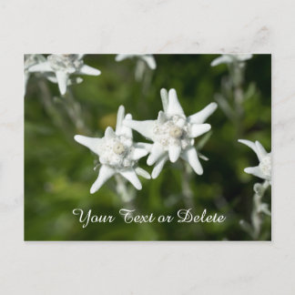 Carte Postale Edelweiss Bloom