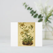 Carte Postale Edelweiss vintage (Debout devant)