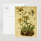 Carte Postale Edelweiss vintage (Devant / Derrière)