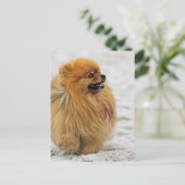 Carte Postale Edgrrrr #3 - Pomeranian (Debout devant)