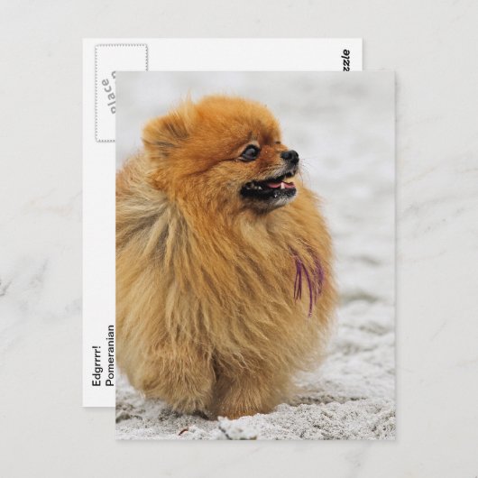 Carte Postale Edgrrrr #3 - Pomeranian (Devant / Derrière)
