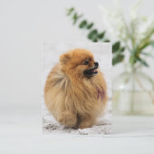 Carte Postale Edgrrrr #3 - Poméranien (Debout devant)