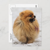 Carte Postale Edgrrrr #3 - Poméranien (Devant / Derrière)