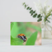 Carte Postale Edgy - Ladybug sur le bord de la feuille (Debout devant)