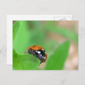 Carte Postale Edgy - Ladybug sur le bord de la feuille (Devant / Derrière)