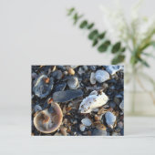 Carte Postale Edisto Beach Shells (Debout devant)