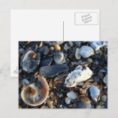 Carte Postale Edisto Beach Shells (Devant / Derrière)