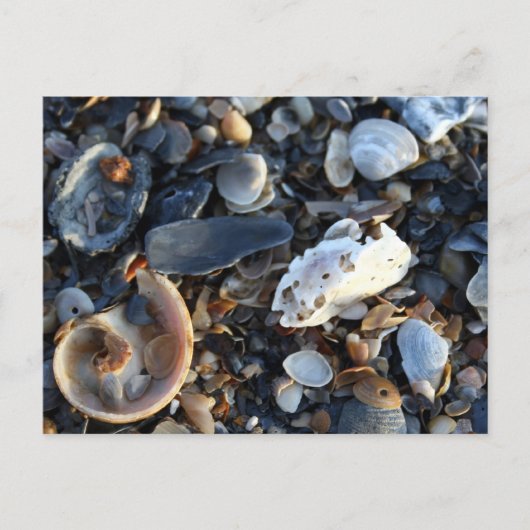 Carte Postale Edisto Beach Shells (Devant)