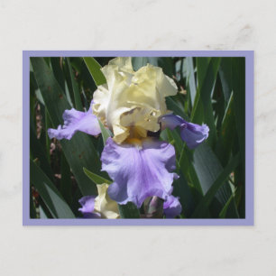 Carte Postale Edith Wolford