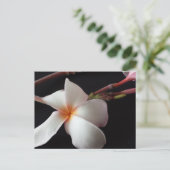 Carte Postale educatedbrainfart Plumeria (Debout devant)