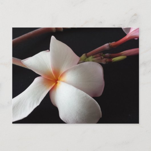 Carte Postale educatedbrainfart Plumeria (Devant)