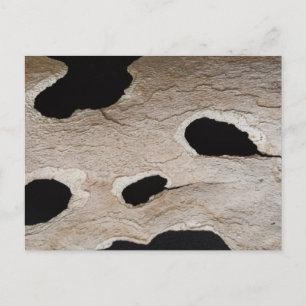 Carte Postale education brainfart BARK