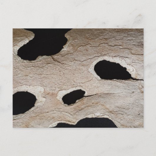 Carte Postale education brainfart BARK (Devant)