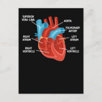 Éducation en anatomie cardiaque Cardiologie