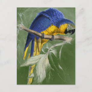 Carte Postale Edward Lear Collection D'Oiseaux Macaw Bleu Et Jau
