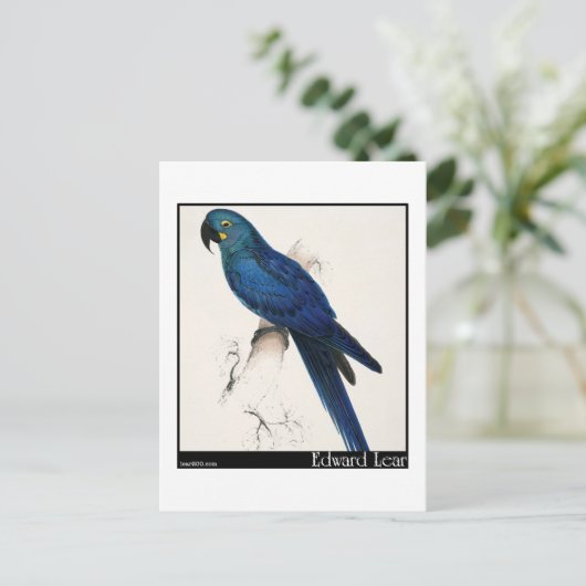 Carte Postale Edward Lear et Hyacinth Macaw (Debout devant)