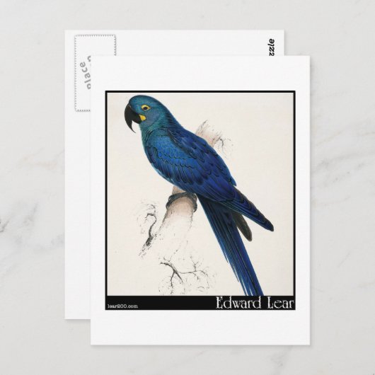Carte Postale Edward Lear et Hyacinth Macaw (Devant / Derrière)