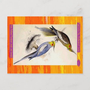Carte Postale Edward Lear. New Holland Parakeet. Homme et femme