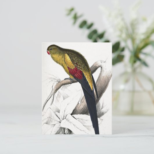 Carte Postale Edward Lear Oiseau Perruche à queue noire (Debout devant)